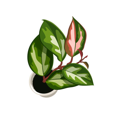 Home plant in flower pot. Vector illustration flat icon isolated on white background.のイラスト素材