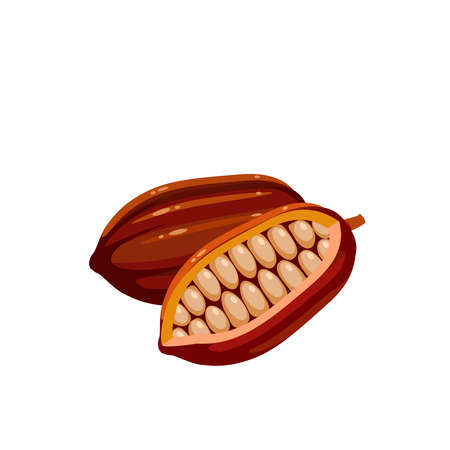 Cocoa fruit with beans inside. Vector illustration cartoon flat icon isolated on white background.のイラスト素材