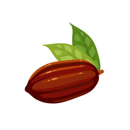 Cocoa fruit. Vector illustration cartoon flat icon isolated on white background.のイラスト素材