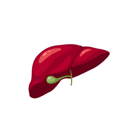 Human liver. Internal organ, anatomy. Vector cartoon flat icon illustration isolated on white background.のイラスト素材