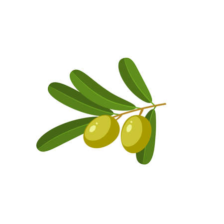 Branch with green olives. Vector illustration of cartoon flat icon isolated on white background.のイラスト素材
