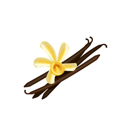 Vanilla flower and dried pods. Vector illustration cartoon flat icon isolated on white background.のイラスト素材