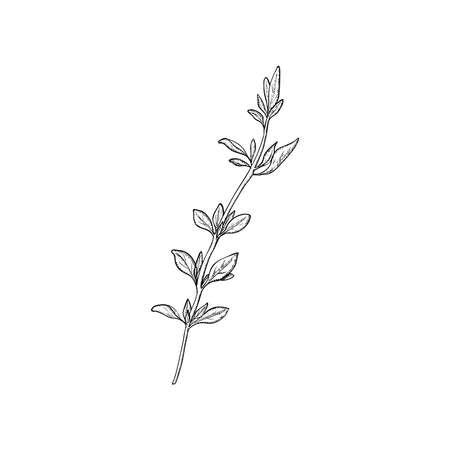 Thyme plant, seasoning and culinary herb, hand drawn sketch vector illustration, vintage engraving isolated on white background.のイラスト素材