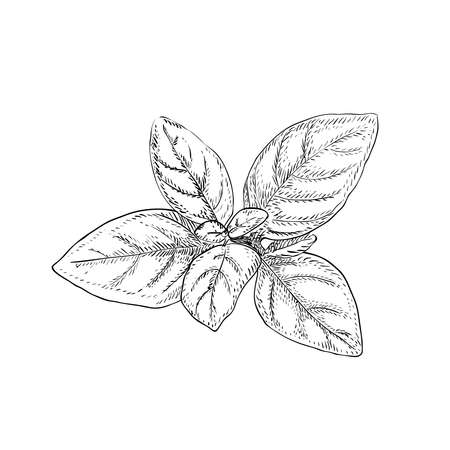 Basil plant, seasoning and culinary herb, hand drawn sketch vector illustration, vintage engraving isolated on white background.のイラスト素材