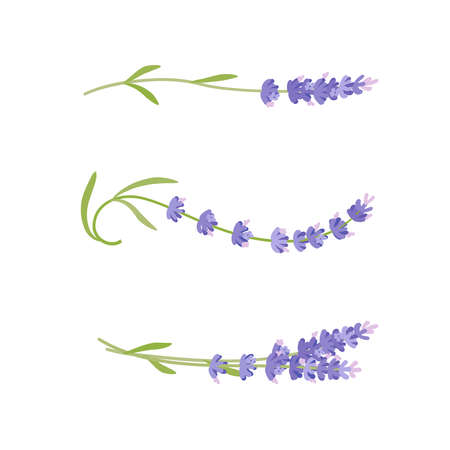 Lavender. Vector illustration cartoon flat icon isolated on white background.のイラスト素材