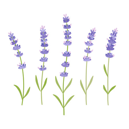 Lavender. Vector illustration cartoon flat icon isolated on white background.のイラスト素材