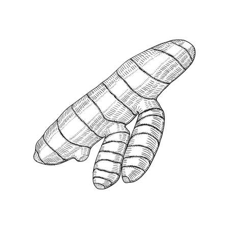 Turmeric root, seasoning and condiment plant, hand drawn sketch vector illustration, vintage engraving isolated on white background.のイラスト素材