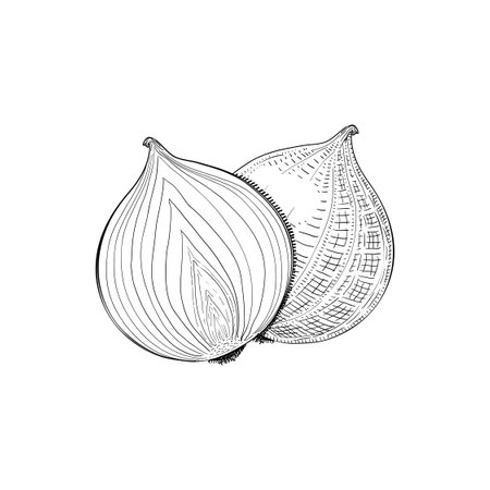 Onion bulb, seasoning vegetable, hand drawn sketch vector illustration, vintage engraving isolated on white background.のイラスト素材
