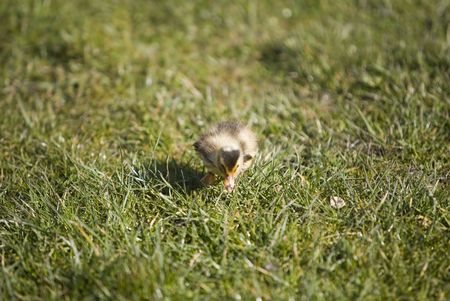 a cute duck walking on the grassの写真素材