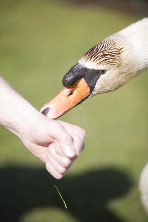 a hungry swanの写真素材