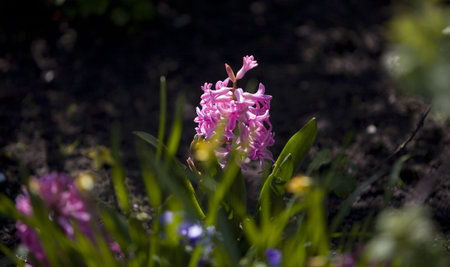 pink flowers in a gardenの写真素材