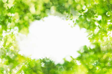 Fresh green leavesの写真素材