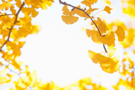 Ginkgo leaves