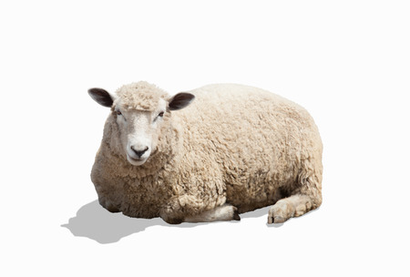 Sheep isolated in white の写真素材
