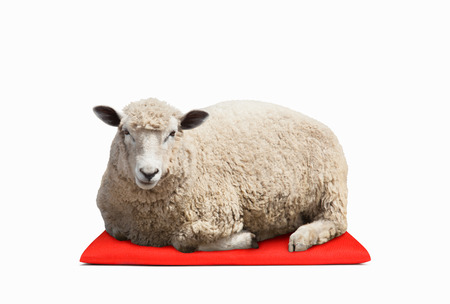 sheep on the floor cushionの写真素材