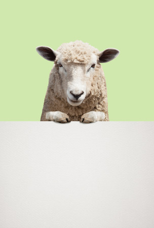 sheepの写真素材