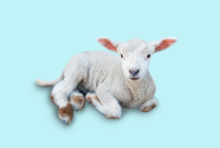 Lambの写真素材
