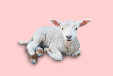 Lambの写真素材