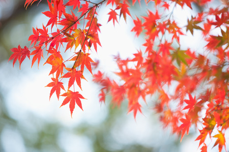 Autumn maple leavesの写真素材