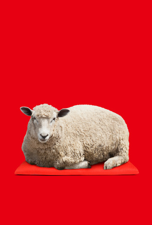 sheep on the floor cushion の写真素材