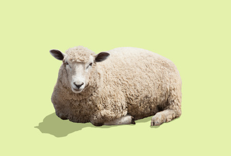 Sheepの写真素材