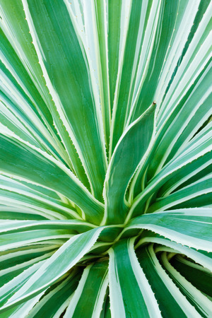  Dianella,foliage plantの写真素材