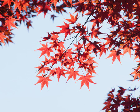 Autumn maple leavesの写真素材