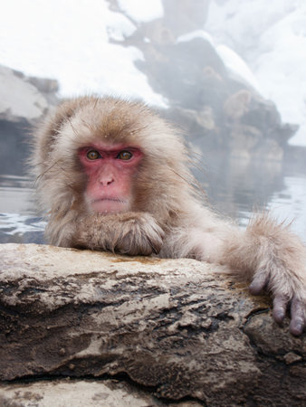 Snow monkey in hot springs of Nagano, Japan.