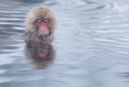Snow monkey in hot springs of Nagano, Japan.の写真素材