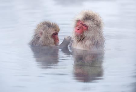 Snow monkeys in hot springs of Nagano, Japan.の写真素材