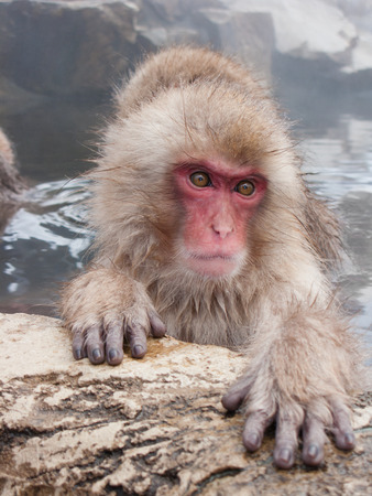 Snow monkeys in hot springs of Nagano, Japan.の写真素材