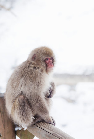 Snow monkey of Jigokudani onsen in Japanの写真素材