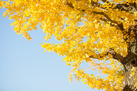 yellow ginkgo leaves in autumnの写真素材