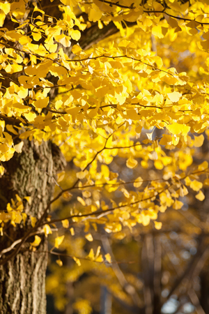 yellow ginkgo leaves in autumnの写真素材