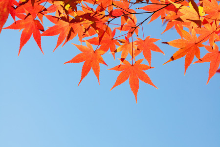 Autumn maple leavesの写真素材