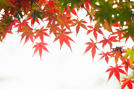 Autumn maple leavesの写真素材