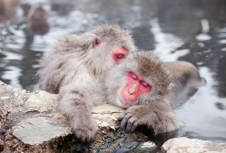 Snow monkeys in hot springs of Nagano, Japan.の写真素材