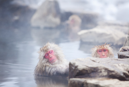 Snow monkeys in hot springs of Nagano, Japan.の写真素材