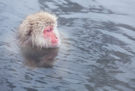 Snow monkey in hot springs of Nagano, Japan.の写真素材