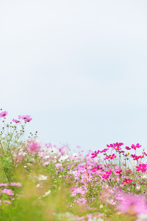 cosmos flowersの写真素材