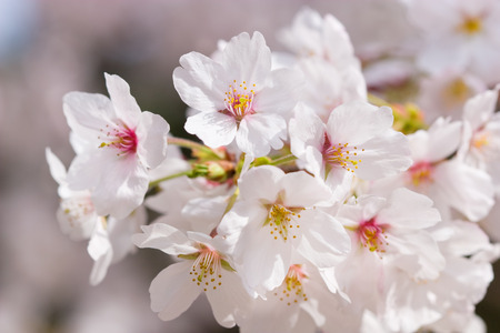 cherry blossomsの写真素材