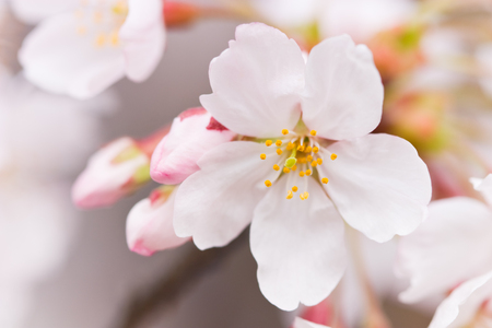 cherry blossomsの写真素材
