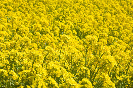 rape blossomsの写真素材