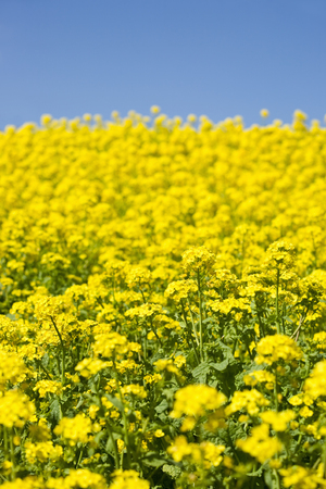 rape blossomsの写真素材