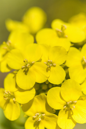 rape blossomsの写真素材