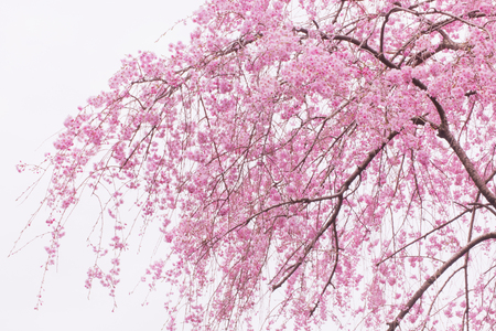 Weeping cherry treesの写真素材