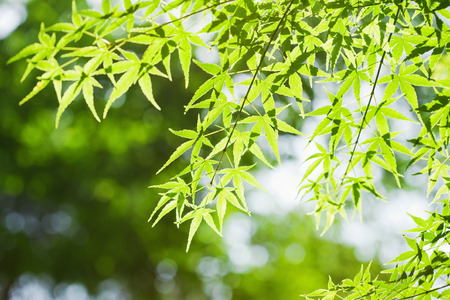 Fresh green leavesの写真素材
