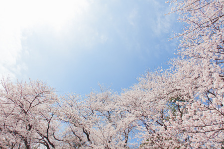 cherry treesの写真素材