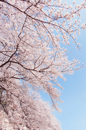 cherry treesの写真素材