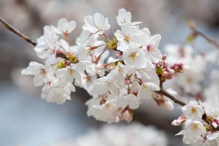 cherry blossomsの写真素材